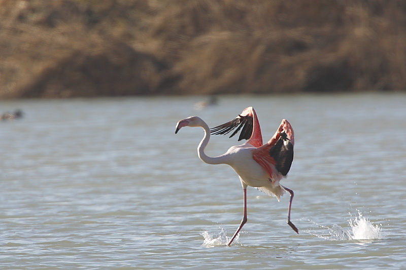 Fenicotteri rosa